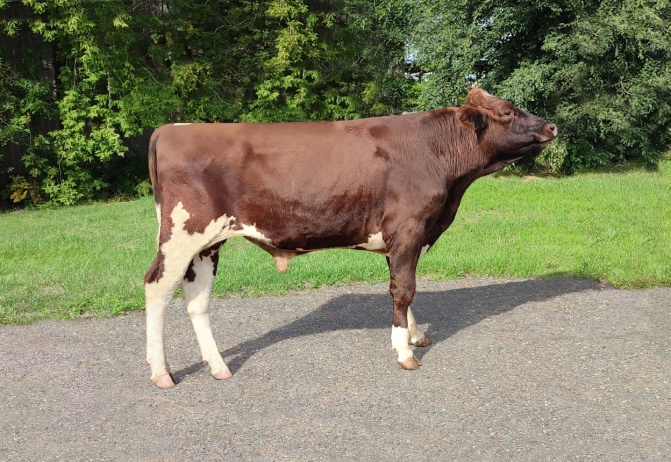 БРАЙТОН 62138